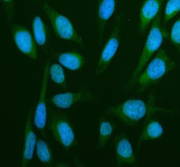  IF analysis of GANAB using anti-GANAB antibody (A09668-2)