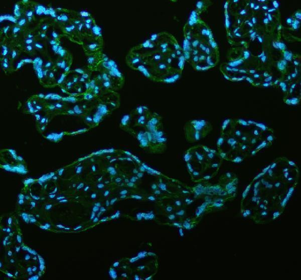 a09668 2 ganab primary antibodies if testing 4