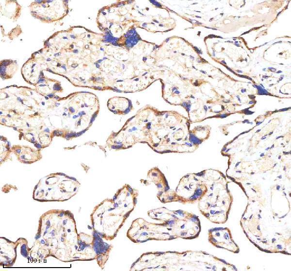  IHC analysis of GANAB using anti-GANAB antibody (A09668-2)