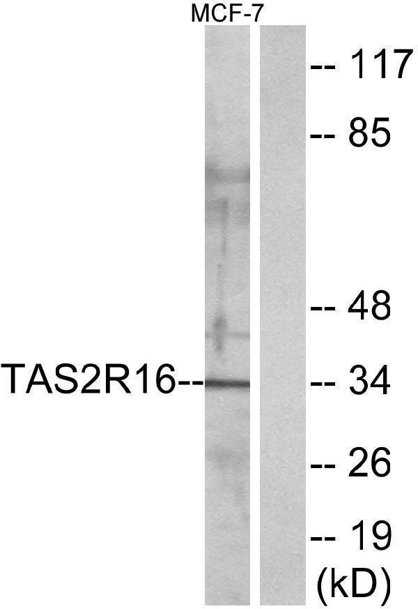 a09669 tas2r16 primary antibodies wb testing 1
