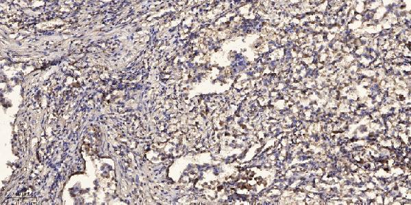 a09670 armcx1 primary antibodies ihc testing 1