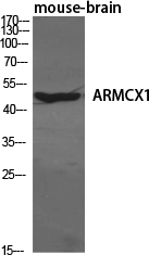 Western Blot analysis of various cells using ARMCX1 Polyclonal Antibody diluted at 1:1000