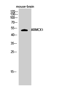Western Blot analysis of mouse-brain cells using ARMCX1 Polyclonal Antibody diluted at 1:1000