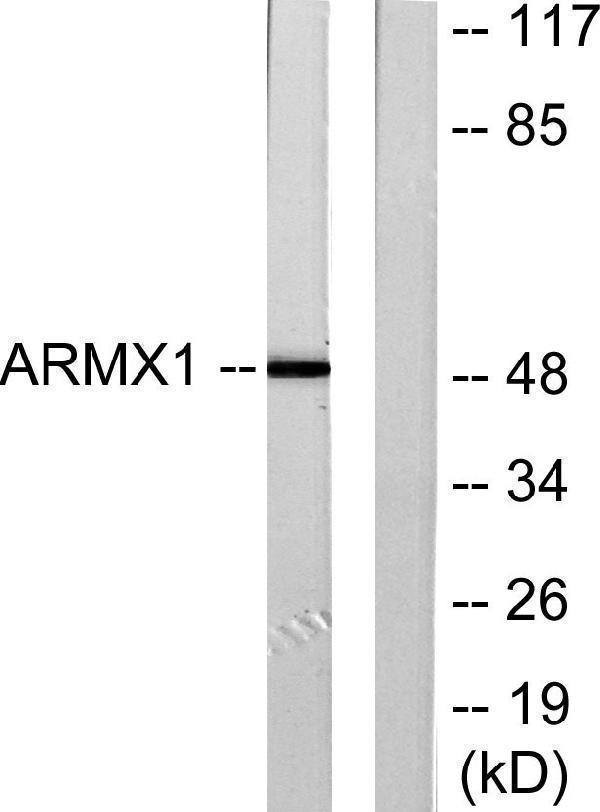 Western blot analysis of lysates from rat brain cells, using ARMX1 Antibody