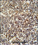 a09673 anti laptm5 antibody n term ihc p testing 2