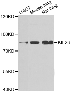 a09674 kif2b primary antiboties wb testing 1