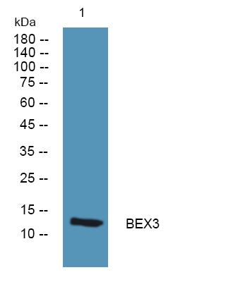 a09675 1 bex3 primary antibodies wb testing 1