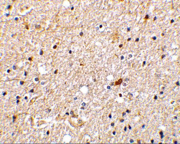 a09675 ngfrap1 primary antibodies ihc testing 2