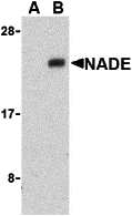 a09675 ngfrap1 primary antibodies wb testing 1