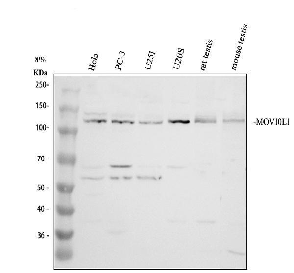 Western blot analysis of MOV10L1 using anti-MOV10L1 antibody (A09677-2)