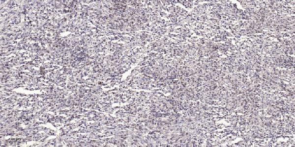 a09677 mov10l1 primary antibodies ihc testing 1