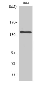 a09677 mov10l1 primary antibodies wb testing 2