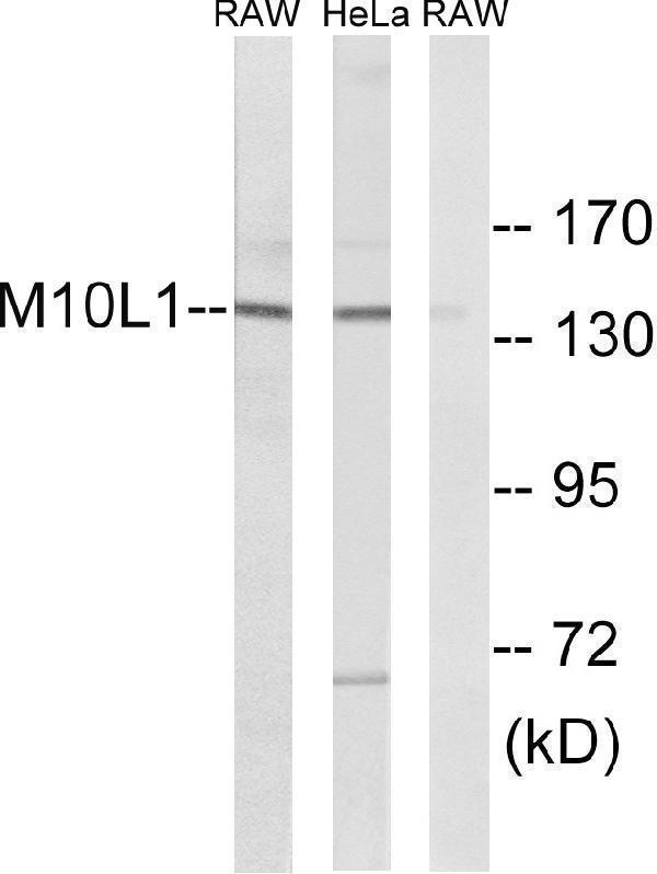 a09677 mov10l1 primary antibodies wb testing 3