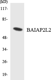 a09681 1 baiap2l2 primary antibodies wb testing 2