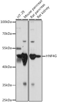 a09682 hnf4g primary antiboties wb testing 1