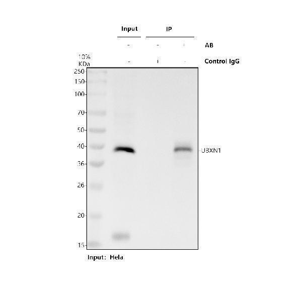 a09683 1 ubxn1 primary antibodies ip testing 1