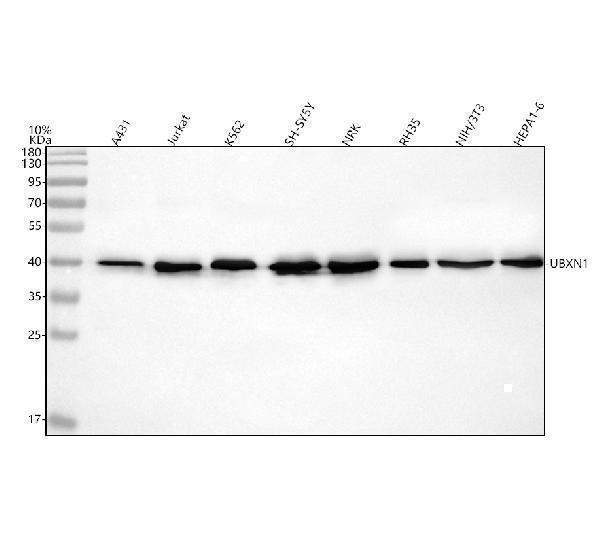 a09683 1 ubxn1 primary antibodies wb testing 1