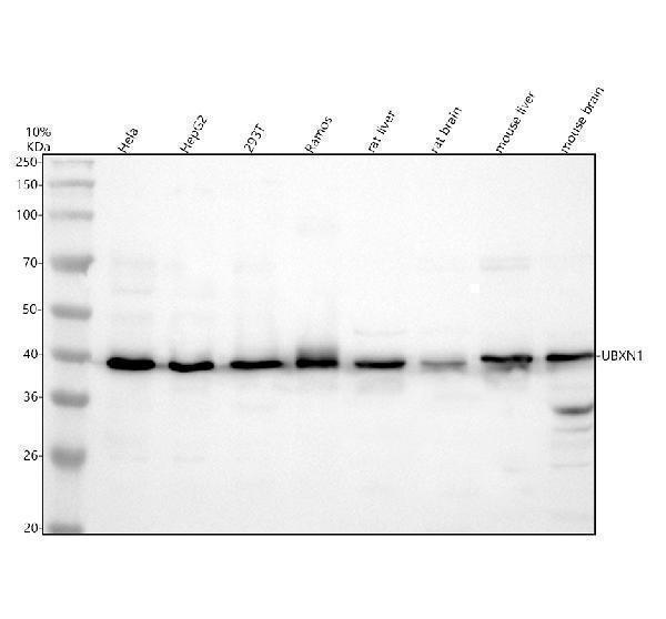 a09683 1 ubxn1 primary antibodies wb testing 1_1