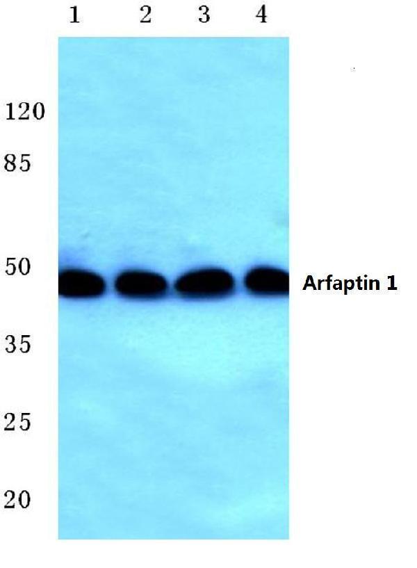 a09689 1 arfip1 primary antiboties wb testing 1