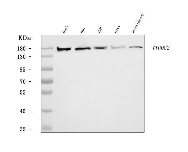 a09692 1 ythdc2 primary antibodies wb testing 1
