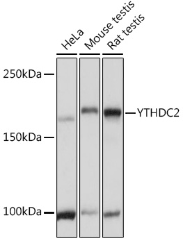 a09692 ythdc2 primary antiboties wb testing 1
