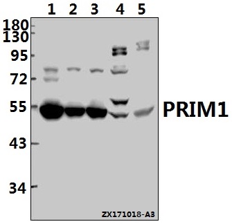 a09694 2 prim1 primary antiboties wb testing 1