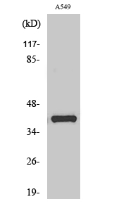 Western Blot analysis of various cells using Oct-6 Polyclonal Antibody cells nucleus extracted by Minute TM Cytoplasmic and Nuclear Fractionation kit 