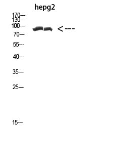 Western Blot analysis of hepg2 cells using Antibody diluted at 1000