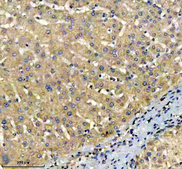 a09702 2 top1mt primary antibodies ihc testing 2