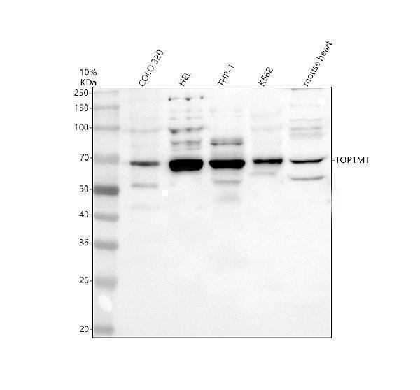 a09702 2 top1mt primary antibodies wb testing 1