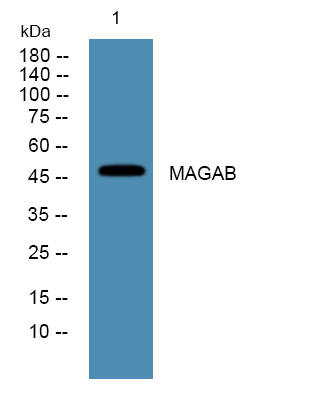 a09703 magea11 primary antibodies wb testing 1