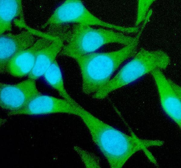 a09705 stx5 primary antibodies if testing 3