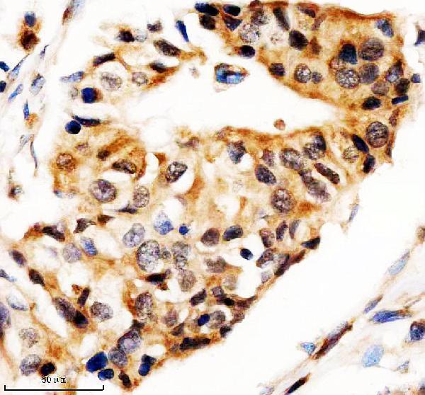 IHC analysis of STX5 using anti-STX5 antibody (A09705)