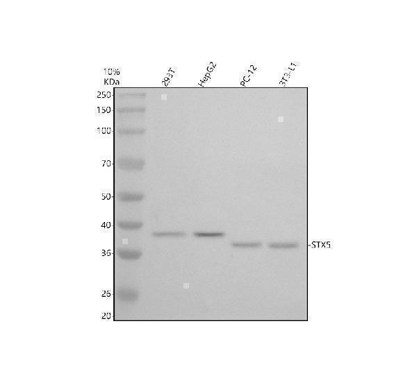 Western blot analysis of STX5 using anti-STX5 antibody (A09705)