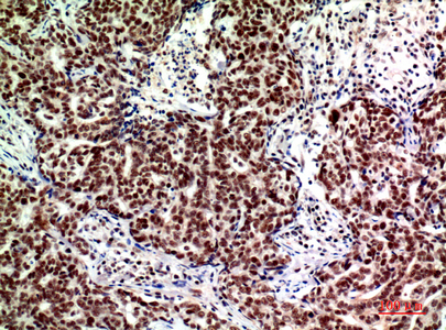 a09706 acer2 primary antibodies ihc testing 4