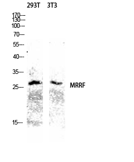 Western Blot (WB) analysis of 293T 3T3 lysis using MRRF antibody