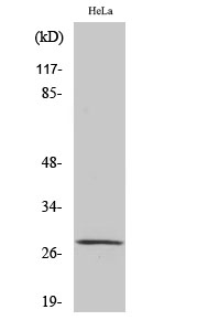 Western Blot (WB) analysis of specific cells using MRRF Polyclonal antibody