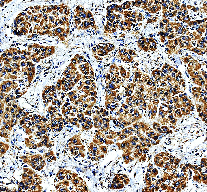 a09708 3 mrrf primary antibodies ihc testing 1