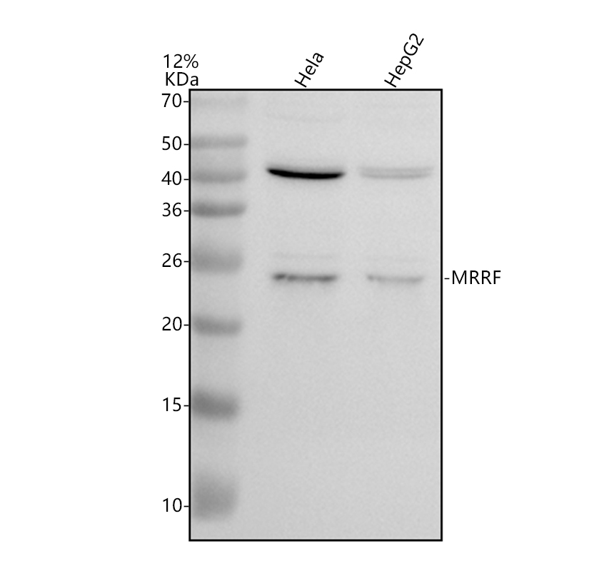 a09708 3 mrrf primary antibodies wb testing 1