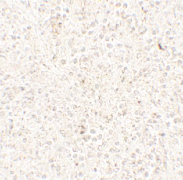 a09709 commd7 primary antibodies ihc testing 2