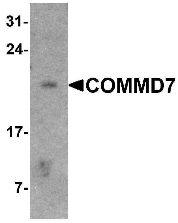 a09709 commd7 primary antibodies wb testing 1