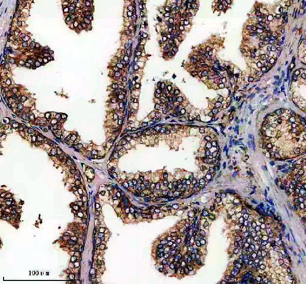 IHC analysis of NIT1 using anti-NIT1 antibody (A09715)