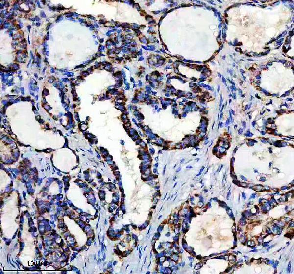 IHC analysis of NIT1 using anti-NIT1 antibody (A09715)