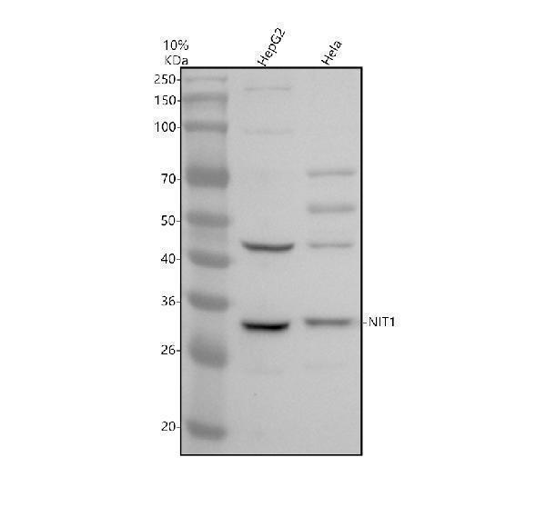 Western blot analysis of NIT1 using anti-NIT1 antibody (A09715)