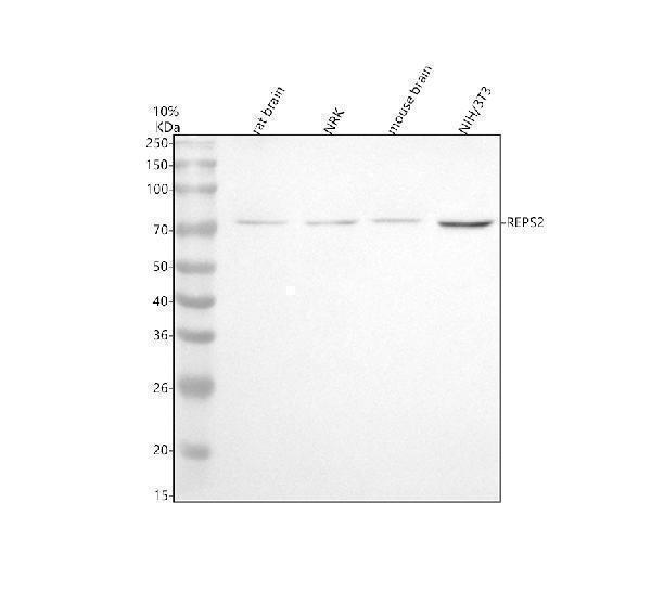  Western blot analysis of REPS2 using anti-REPS2 antibody (A09716-1)