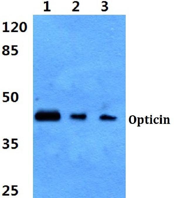 a09717 optc primary antiboties wb testing 1