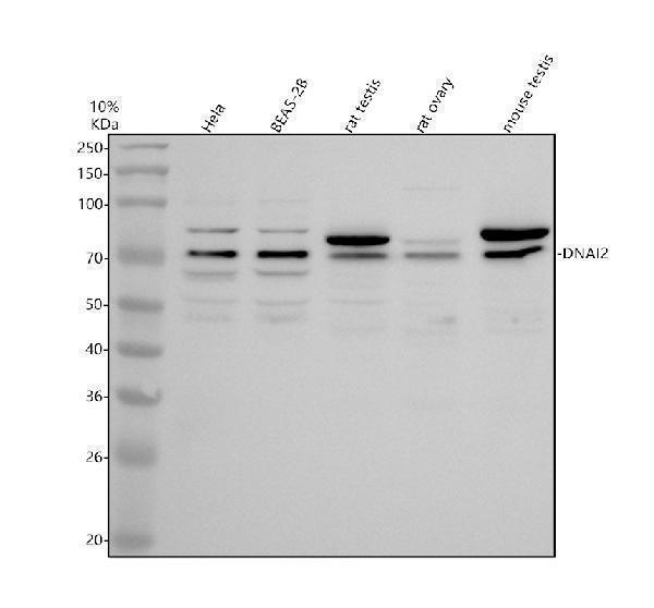 a09719 2 dnai2 primary antibodies wb testing 1
