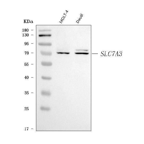  Western blot analysis of SLC7A3 using anti-SLC7A3 antibody (A09720-3)