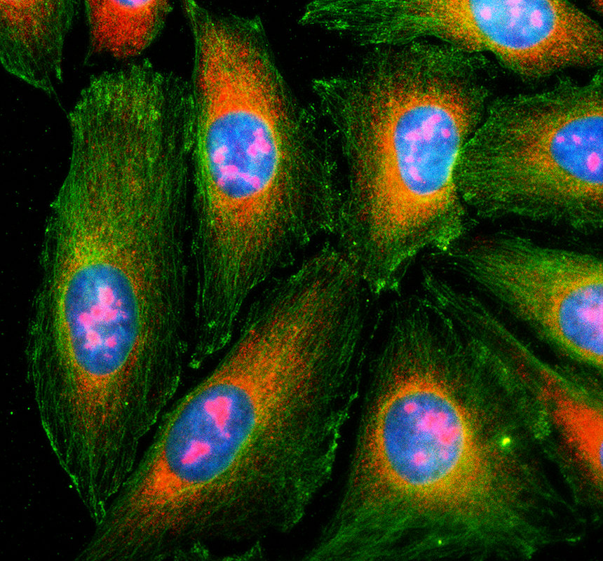 IF analysis of MRI1 using anti-MRI1 antibody (A09725-1) and anti-Alpha Tubulin antibody (M03989-3)