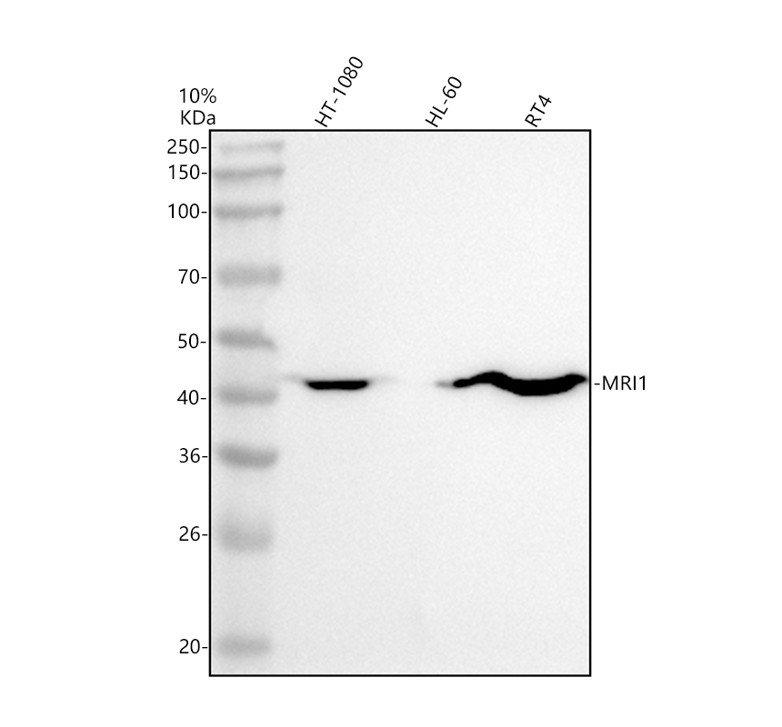 Western blot analysis of MRI1 using anti-MRI1 antibody (A09725-1)